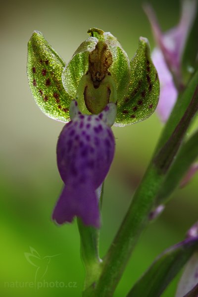 Vstavač Spitzelův (Orchis spitzelii), Vstavač Spitzelův (Orchis spitzelii), Spitzel´s Orchid, Autor: Ondřej Prosický | NaturePhoto.cz, Model: Canon EOS 5D Mark II, Objektiv: Canon EF 100mm f/2.8 Macro USM, stativ Gitzo 3540LS + RRS BH55, Clona: 8.0, Doba expozice: 1.0 s, ISO: 500, Kompenzace expozice: 0, Blesk: Ne, Vytvořeno: 23. května 2009 8:45:19, v lese (Slovensko)