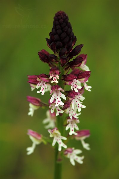 Vstavač osmahlý (Orchis ustulata), Vstavač osmahlý (Orchis ustulata), Burnt Orchid, Autor: Ondřej Prosický | NaturePhoto.cz, Model: Canon EOS 5D Mark II, Objektiv: Canon EF 100mm f/2.8 Macro USM, stativ Gitzo, Clona: 8.0, Doba expozice: 1/50 s, ISO: 500, Kompenzace expozice: -1/3, Blesk: Ano, Vytvořeno: 21. června 2009 13:15:49, CHKO Bílé Karpaty (Česko)