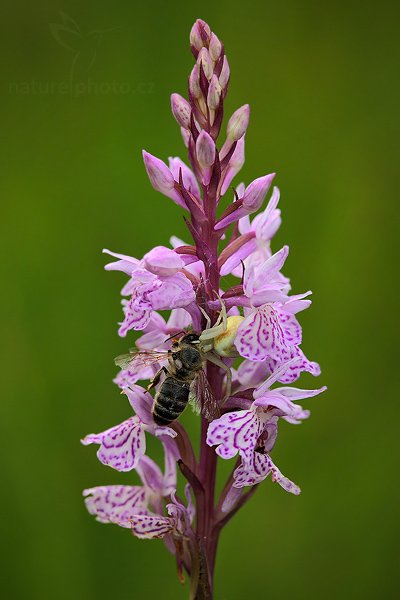 Prstnatec plamatý (Dactylorhiza maculata), Prstnatec plamatý (Dactylorhiza maculata) Heath Spotted Orchid, Autor: Ondřej Prosický | NaturePhoto.cz, Model: Canon EOS 5D Mark II, Objektiv: Canon EF 100mm f/2.8 Macro USM, fotografováno z ruky, Clona: 6.3, Doba expozice: 1/125 s, ISO: 800, Kompenzace expozice: -1/3, Blesk: Ano, Vytvořeno: 27. června 2009 18:17:56, Českolipsko (Česko) 