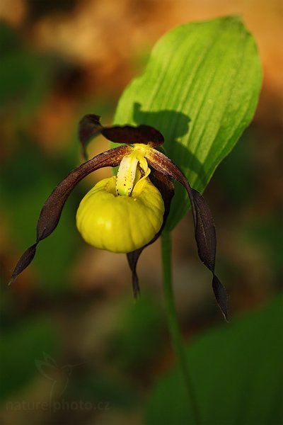 Střevíčník pantoflíček (Cypripedium calceolus), Střevíčník pantoflíček (Cypripedium calceolus), Lady&#039;s Slipper orchid, Autor: Ondřej Prosický | NaturePhoto.cz, Model: Canon EOS 5D Mark II, Objektiv: Canon EF 100mm f/2.8 Macro USM, stativ Gitzo, Clona: 5.0, Doba expozice: 1/10 s, ISO: 200, Kompenzace expozice: -1, Blesk: Ne, Vytvořeno: 19. května 2009 18:41:55, CHKO České Středohoří (Česko)