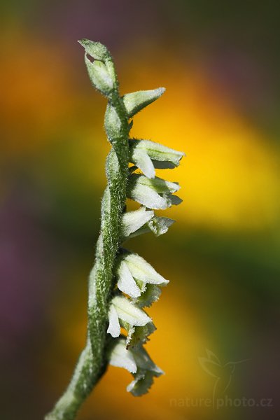 Švihlík krutiklas (Spiranthes spiralis), Švihlík krutiklas (Spiranthes spiralis), Autumn Lady&#039;s-tresses,  Autor: Ondřej Prosický | NaturePhoto.cz, Model: Canon EOS 5D Mark II, Objektiv: Canon EF 100mm f/2.8 USM, stativ Gitzo, Clona: 9.0, Doba expozice: 1/200 s, ISO: 320, Kompenzace expozice: -1/3, Blesk: Ne, Vytvořeno: 30. srpna 2009 11:02:58, Švařec (Česko) 