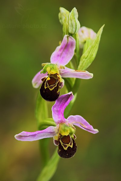 Tořič včelonosný (Ophrys apifera), Tořič včelonosný (Ophrys apifera), Bee Orchid, Autor: Ondřej Prosický | NaturePhoto.cz, Model: Canon EOS 5D Mark II, Objektiv: Canon EF 100mm f/2.8 USM, stativ Gitzo, Clona: 5.6, Doba expozice: 1/80 s, ISO: 160, Kompenzace expozice: -1/3, Blesk: Ano, Vytvořeno: 21. června 2009 12:20:03, CHKO Bílé Karpaty (Česko)