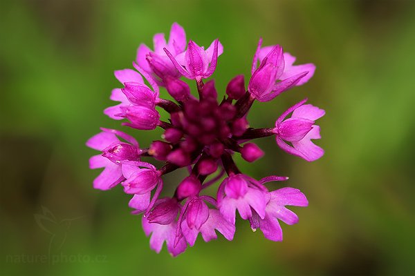 Ruhohlávek jehlancovitý (Anacamptis pyramidalis), Ruhohlávek jehlancovitý (Anacamptis pyramidalis), Pyramidal Orchid, Autor: Ondřej Prosický | NaturePhoto.cz, Model: Canon EOS 5D Mark II, Objektiv: Canon EF 100mm f/2.8 USM, stativ Gitzo, Clona: 5.6, Doba expozice: 1/125 s, ISO: 800, Kompenzace expozice: -1, Blesk: Ne, Vytvořeno: 20. června 2009 10:30:22, CHKO Český Kras (Česko) 