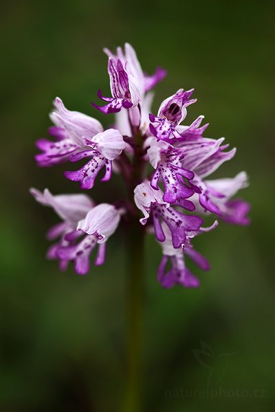 Vstavač vojenský (Orchis militaris), Vstavač vojenský (Orchis militaris), Military Orchid,  Autor: Ondřej Prosický | NaturePhoto.cz, Model: Canon EOS 5D Mark II, Objektiv: Canon EF 100mm f/2.8 USM, stativ Gitzo, Clona: 4.5, Doba expozice: 1/125 s, ISO: 320, Kompenzace expozice: -1, Blesk: Ne, Vytvořeno: 23. května 2009 12:49:08, na louce (Slovensko)