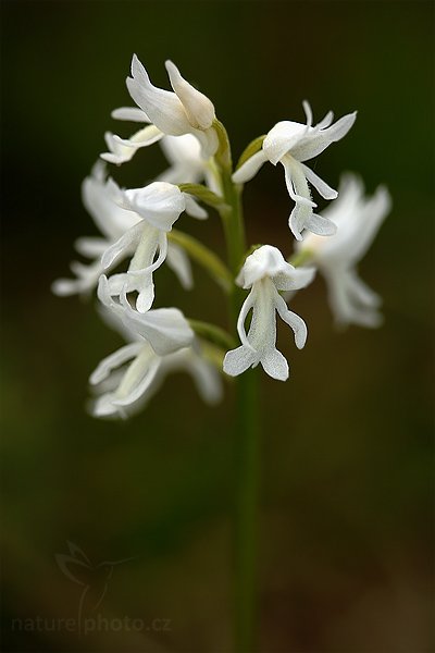 Vstavač vojenský (Orchis militaris), Vstavač vojenský (Orchis militaris), Military Orchid, Autor: Ondřej Prosický | NaturePhoto.cz, Model: Canon EOS 5D Mark II, Objektiv: Canon EF 100mm f/2.8 USM, stativ Gitzo, Clona: 4.0, Doba expozice: 1/160 s, ISO: 200, Kompenzace expozice: -1/3, Blesk: Ne, Vytvořeno: 23. května 2009 12:44:03, na louce (Slovensko) 