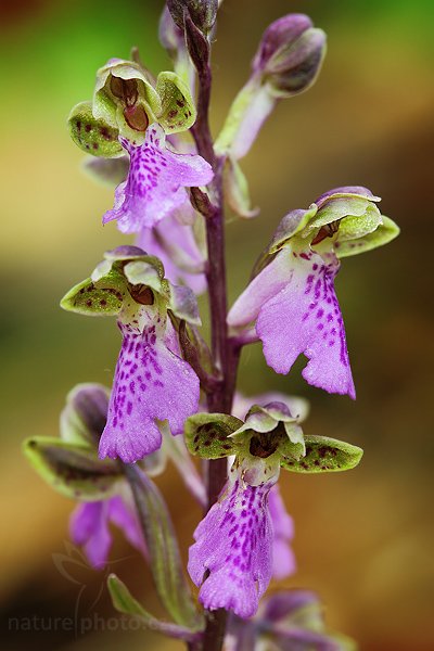 Vstavač Spitzelův (Orchis spitzelii), Vstavač Spitzelův (Orchis spitzelii), Spitzel´s Orchid, Autor: Ondřej Prosický | NaturePhoto.cz, Model: Canon EOS 5D Mark II, Objektiv: Canon EF 100mm f/2.8 USM, stativ Gitzo, Clona: 8.0, Doba expozice: 1.0 s, ISO: 500, Kompenzace expozice: 0, Blesk: Ne, Vytvořeno: 23. května 2009 8:45:19, v lese (Slovensko)