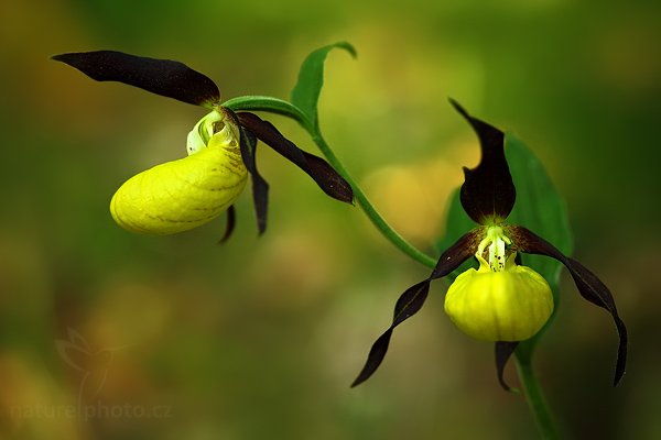 Střevíčník pantoflíček (Cypripedium calceolus), Střevíčník pantoflíček (Cypripedium calceolus), Lady&#039;s Slipper orchid, Autor: Ondřej Prosický | NaturePhoto.cz, Model: Canon EOS 5D Mark II, Objektiv: Canon EF 100mm f/2.8 USM, stativ Gitzo, Clona: 4.0, Doba expozice: 1/25 s, ISO: 400, Kompenzace expozice: -2/3, Blesk: Ne, Vytvořeno: 19. května 2009 18:55:34, CHKO České Středohoří (Česko) 