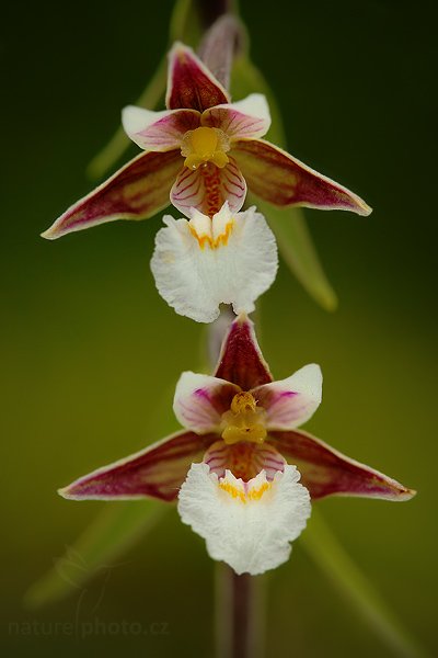 Kruštík bahenní (Epipactis palustris), Kruštík bahenní (Epipactis palustris), Marsh Helleborine, Autor: Ondřej Prosický | NaturePhoto.cz, Model: Canon EOS 5D Mark II, Objektiv: Canon EF 100mm f/2.8 USM, stativ Gitzo, Clona: 7.1, Doba expozice: 1/160 s, ISO: 400, Kompenzace expozice: -1, Blesk: Ano, Vytvořeno: 21. června 2009 10:49:00, CHKO Bílé Karpaty (Česko)