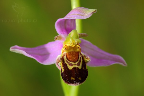 Tořič včelonosný (Ophrys apifera), Tořič včelonosný (Ophrys apifera), Bee Orchid, Autor: Ondřej Prosický | NaturePhoto.cz, Model: Canon EOS 5D Mark II, Objektiv: Canon EF 100mm f/2.8 Macro USM, stativ Gitzo 3540LS + RRS BH55, Clona: 9.0, Doba expozice: 1/50 s, ISO: 400, Kompenzace expozice: -1 1/3, Blesk: Ne, Vytvořeno: 21. června 2009 13:01:21, Bílé Karpaty (Česko)