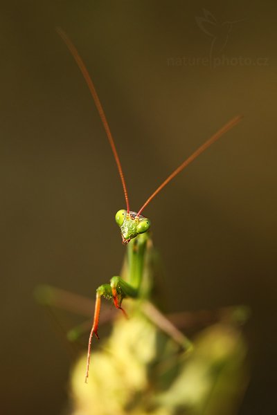 Kudlanka nábožná (Mantis religiosa), Kudlanka nábožná (Mantis religiosa), Mantis, Autor: Ondřej Prosický | NaturePhoto.cz, Model: Canon EOS 5D Mark II, Objektiv: Canon EF 100mm f/2.8 USM, stativ Gitzo, Clona: 4.0, Doba expozice: 1/250 s, ISO: 400, Kompenzace expozice: -1, Blesk: Ano, Vytvořeno: 16. srpna 2009 7:22:57, NPP Váté Písky (Česko) 