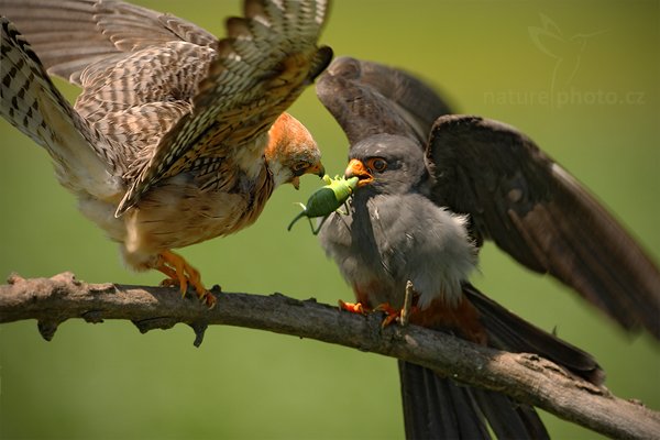 Poštolka rudonohá (Falco vespertinus), Poštolka rudonohá (Falco vespertinus) Red-footed Falcon, Autor: Ondřej Prosický | NaturePhoto.cz, Model: Canon EOS-1D Mark III, Objektiv: Canon EF 500mm f/4 L IS USM, Ohnisková vzdálenost (EQ35mm): 650 mm, stativ Gitzo, Clona: 6.3, Doba expozice: 1/400 s, ISO: 400, Kompenzace expozice: -1/3, Blesk: Ne, Vytvořeno: 17. června 2010 11:50:05, Balmazújvaros, Hortobágyi Nemzeti Park (Maďarsko) 