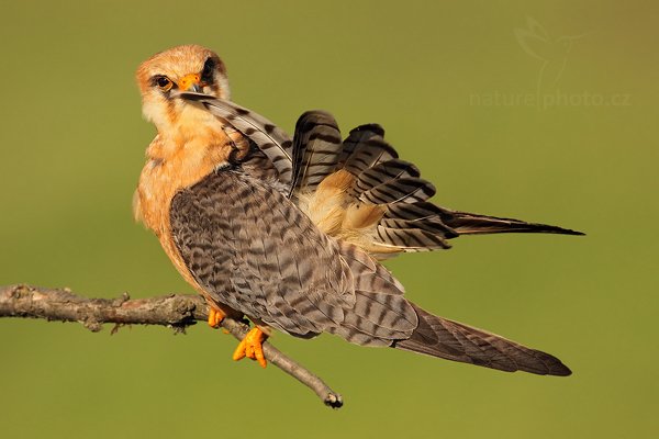 Poštolka rudonohá (Falco vespertinus), Poštolka rudonohá (Falco vespertinus) Red-footed Falcon, Autor: Ondřej Prosický | NaturePhoto.cz, Model: Canon EOS 5D Mark II, Objektiv: Canon EF 500mm f/4 L IS USM, Ohnisková vzdálenost (EQ35mm): 700 mm, stativ Gitzo, Clona: 8.0, Doba expozice: 1/400 s, ISO: 250, Kompenzace expozice: -1/3, Blesk: Ne, Vytvořeno: 17. června 2010 17:34:39, Balmazújvaros, Hortobágyi Nemzeti Park (Maďarsko)