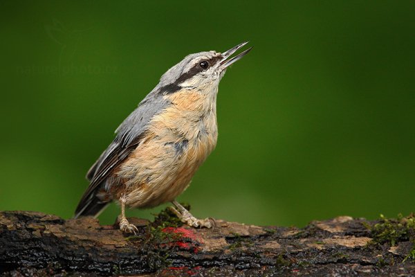 Brhlík lesní (Sitta europaea), Brhlík lesní (Sitta europaea) Eurasian Nuthatch, Autor: Ondřej Prosický | NaturePhoto.cz, Model: Canon EOS-1D Mark III, Objektiv: Canon EF 500mm f/4 L IS USM, Ohnisková vzdálenost (EQ35mm): 910 mm, stativ Gitzo, Clona: 5.6, Doba expozice: 1/200 s, ISO: 1000, Kompenzace expozice: -1, Blesk: Ne, Vytvořeno: 19. června 2010 14:52:09, Debrecen (Maďarsko) 