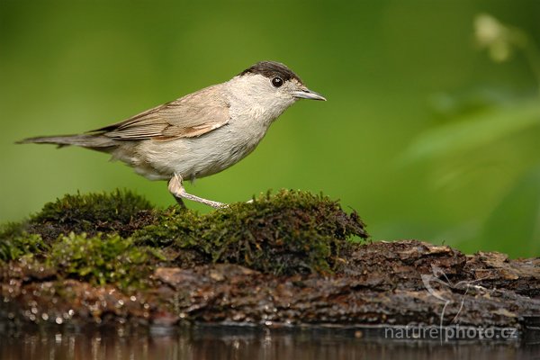 Pěnice černohlavá (Sylvia atricapilla), Pěnice černohlavá Sylvia atricapolla Blackcap, Autor: Ondřej Prosický | NaturePhoto.cz, Model: Canon EOS-1D Mark III, Objektiv: Canon EF 500mm f/4 L IS USM, Ohnisková vzdálenost (EQ35mm): 910 mm, stativ Gitzo, Clona: 5.6, Doba expozice: 1/250 s, ISO: 640, Kompenzace expozice: -1, Blesk: Ne, Vytvořeno: 19. června 2010 14:29:58, Debrecen (Maďarsko)