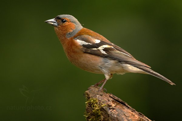 Pěnkava obecná (Fringilla coelebs), Pěnkava obecná (Fringilla coelebs) Chaffinch, Autor: Ondřej Prosický | NaturePhoto.cz, Model: Canon EOS-1D Mark III, Objektiv: Canon EF 500mm f/4 L IS USM, Ohnisková vzdálenost (EQ35mm): 650 mm, stativ Gitzo, Clona: 5.0, Doba expozice: 1/320 s, ISO: 800, Kompenzace expozice: -2/3, Blesk: Ne, Vytvořeno: 20. června 2010 9:37:02, Debrecen (Maďarsko) 