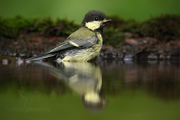 Sýkora koňadra (Parus major), Sýkora koňadra (Parus major) Great Tit,  Autor: Ondřej Prosický | NaturePhoto.cz, Model: Canon EOS-1D Mark III, Objektiv: Canon EF 500mm f/4 L IS USM, Ohnisková vzdálenost (EQ35mm): 910 mm, stativ Gitzo, Clona: 6.3, Doba expozice: 1/160 s, ISO: 1000, Kompenzace expozice: -2/3, Blesk: Ne, Vytvořeno: 19. června 2010 14:00:00, Debrecen (Maďarsko) 