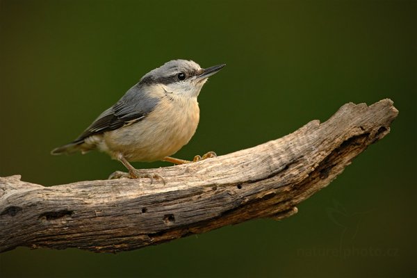 Brhlík lesní (Sitta europaea), Brhlík lesní (Sitta europaea) Eurasian Nuthatch, Autor: Ondřej Prosický | NaturePhoto.cz, Model: Canon EOS-1D Mark III, Objektiv: Canon EF 500mm f/4 L IS USM, Ohnisková vzdálenost (EQ35mm): 650 mm, stativ Gitzo, Clona: 5.0, Doba expozice: 1/160 s, ISO: 1000, Kompenzace expozice: -1, Blesk: Ne, Vytvořeno: 20. června 2010 7:51:09, Debrecen (Maďarsko) 