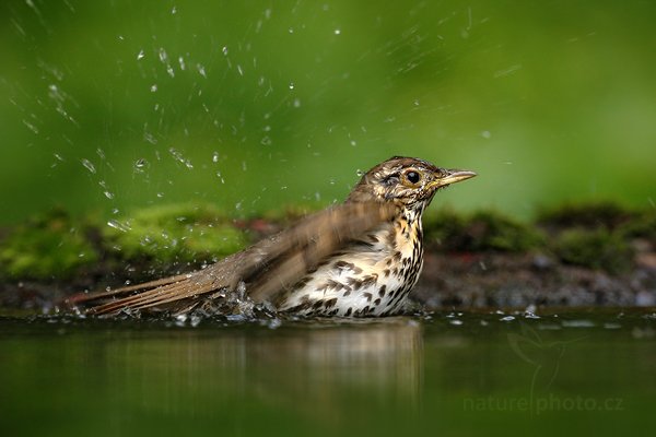 Drozd zpěvný (Turdus philomelos), Drozd zpěvný (Turdus philomelos) Song Thrush, Autor: Ondřej Prosický | NaturePhoto.cz, Model: Canon EOS-1D Mark III, Objektiv: Canon EF 500mm f/4 L IS USM, Ohnisková vzdálenost (EQ35mm): 650 mm, stativ Gitzo, Clona: 5.6, Doba expozice: 1/250 s, ISO: 800, Kompenzace expozice: -1, Blesk: Ne, Vytvořeno: 19. června 2010 12:56:46, Debrecen (Maďarsko)