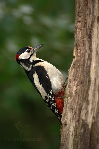 Strakapoud velký (Dendrocopos major), Strakapoud velký (Dendrocopos major) Great Spotted Woodpecker, Autor: Ondřej Prosický | NaturePhoto.cz, Model: Canon EOS-1D Mark III, Objektiv: Canon EF 500mm f/4 L IS USM, Ohnisková vzdálenost (EQ35mm): 650 mm, stativ Gitzo, Clona: 4.5, Doba expozice: 1/250 s, ISO: 1000, Kompenzace expozice: -1, Blesk: Ne, Vytvořeno: 19. června 2010 16:28:22, Debrecen (Maďarsko) 