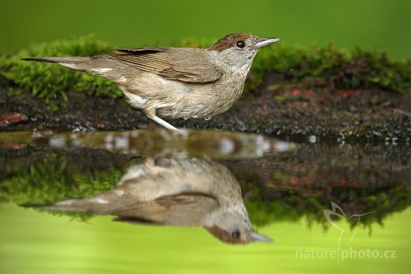 Pěnice černohlavá (Sylvia atricapilla), Pěnice černohlavá (Sylvia atricapolla) Blackcap, Autor: Ondřej Prosický | NaturePhoto.cz, Model: Canon EOS-1D Mark III, Objektiv: Canon EF 500mm f/4 L IS USM, Ohnisková vzdálenost (EQ35mm): 910 mm, stativ Gitzo, Clona: 5.6, Doba expozice: 1/200 s, ISO: 1000, Kompenzace expozice: -1, Blesk: Ne, Vytvořeno: 19. června 2010 15:52:06, Debrecen (Maďarsko) 