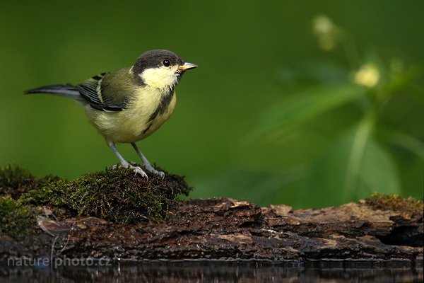 Sýkora koňadra (Parus major), Sýkora koňadra (Parus major) Great Tit, Autor: Ondřej Prosický | NaturePhoto.cz, Model: Canon EOS-1D Mark III, Objektiv: Canon EF 500mm f/4 L IS USM, Ohnisková vzdálenost (EQ35mm): 910 mm, stativ Gitzo, Clona: 5.6, Doba expozice: 1/320 s, ISO: 1000, Kompenzace expozice: -1, Blesk: Ne, Vytvořeno: 19. června 2010 14:26:35, Debrecen (Maďarsko)