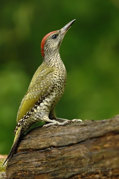 Žluna zelená (Picus viridis), Žluna zelená (Picus viridis) Green Woodpecker, Autor: Ondřej Prosický | NaturePhoto.cz, Model: Canon EOS-1D Mark III, Objektiv: Canon EF 200mm f/2.8 L USM + TC Canon 1.4x, Ohnisková vzdálenost (EQ35mm): 364 mm, stativ Gitzo, Clona: 4.0, Doba expozice: 1/250 s, ISO: 500, Kompenzace expozice: -1, Blesk: Ne, Vytvořeno: 19. června 2010 16:47:34, Debrecen (Maďarsko) 