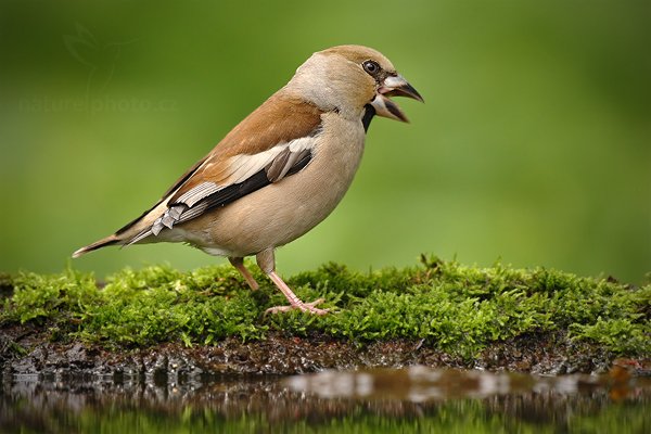 Dlask tlustozobý (Coccothraustes coccothraustes), Dlask tlustozobý (Coccothraustes coccothraustes) Hawfinch, Autor: Ondřej Prosický | NaturePhoto.cz, Model: Canon EOS-1D Mark III, Objektiv: Canon EF 500mm f/4 L IS USM, Ohnisková vzdálenost (EQ35mm): 650 mm, stativ Gitzo, Clona: 5.0, Doba expozice: 1/320 s, ISO: 400, Kompenzace expozice: -1, Blesk: Ne, Vytvořeno: 20. června 2010 9:42:14, Debrecen (Maďarsko)