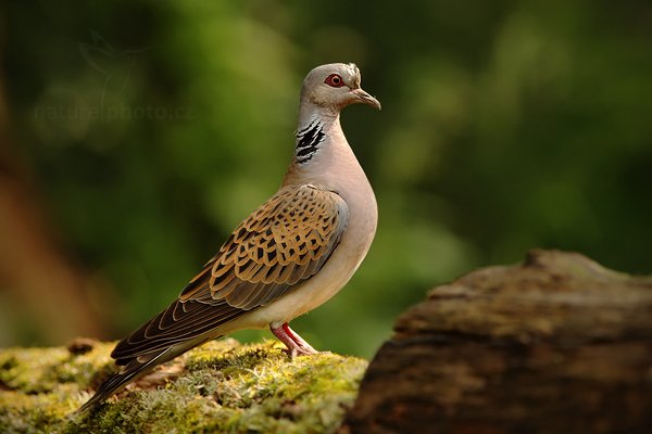 Hrdlička divoká (Streptopelia turtur), Hrdlička divoká (Streptopelia turtur) Turtle Dove, Autor: Ondřej Prosický | NaturePhoto.cz, Model: Canon EOS 5D Mark II, Objektiv: Canon EF 500mm f/4 L IS USM, Ohnisková vzdálenost (EQ35mm): 280 mm, stativ Gitzo, Clona: 4.5, Doba expozice: 1/400 s, ISO: 800, Kompenzace expozice: -1/3, Blesk: Ne, Vytvořeno: 20. června 2010 9:06:28, Debrecen (Maďarsko)