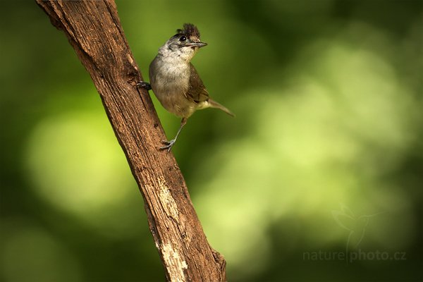 Pěnice černohlavá (Sylvia atricapilla), Pěnice černohlavá (Sylvia atricapolla) Blackcap, Autor: Ondřej Prosický | NaturePhoto.cz, Model: Canon EOS-1D Mark III, Objektiv: Canon EF 500mm f/4 L IS USM, Ohnisková vzdálenost (EQ35mm): 650 mm, stativ Gitzo, Clona: 5.0, Doba expozice: 1/500 s, ISO: 500, Kompenzace expozice: -1, Blesk: Ne, Vytvořeno: 19. června 2010 12:44:56, Debrecen (Maďarsko) 