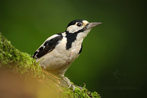 Strakapoud velký (Dendrocopos major), Strakapoud velký (Dendrocopos major) Great Spotted Woodpecker, Autor: Ondřej Prosický | NaturePhoto.cz, Model: Canon EOS-1D Mark III, Objektiv: Canon EF 500mm f/4 L IS USM, Ohnisková vzdálenost (EQ35mm): 650 mm, stativ Gitzo, Clona: 5.0, Doba expozice: 1/200 s, ISO: 1000, Kompenzace expozice: -1, Blesk: Ne, Vytvořeno: 20. června 2010 8:16:29, Debrecen (Maďarsko) 