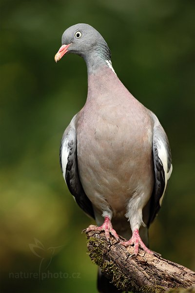 Holub hřivnáč (Columba palumbus), Holub hřivnáč (Columba palumbus) Wood Pigeon, Autor: Ondřej Prosický | NaturePhoto.cz, Model: Canon EOS 5D Mark II, Objektiv: Canon EF 500mm f/4 L IS USM, Ohnisková vzdálenost (EQ35mm): 500 mm, stativ Gitzo, Clona: 6.3, Doba expozice: 1/250 s, ISO: 1250, Kompenzace expozice: -2/3, Blesk: Ne, Vytvořeno: 19. června 2010 17:14:11, Debrecen (Maďarsko) 