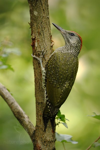 Žluna zelená (Picus viridis), Žluna zelená (Picus viridis) Green Woodpecker, Autor: Ondřej Prosický | NaturePhoto.cz, Model: Canon EOS-1D Mark III, Objektiv: Canon EF 500mm f/4 L IS USM, Ohnisková vzdálenost (EQ35mm): 650 mm, stativ Gitzo, Clona: 4.5, Doba expozice: 1/200 s, ISO: 800, Kompenzace expozice: -1/3, Blesk: Ne, Vytvořeno: 19. června 2010 16:58:12, Debrecen (Maďarsko) 