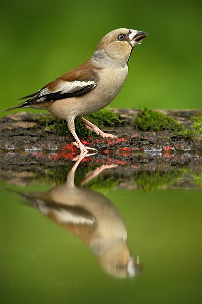 Dlask tlustozobý (Coccothraustes coccothraustes), Dlask tlustozobý (Coccothraustes coccothraustes) Hawfinch, Autor: Ondřej Prosický | NaturePhoto.cz, Model: Canon EOS-1D Mark III, Objektiv: Canon EF 500mm f/4 L IS USM, Ohnisková vzdálenost (EQ35mm): 650 mm, stativ Gitzo, Clona: 4.5, Doba expozice: 1/160 s, ISO: 800, Kompenzace expozice: -1, Blesk: Ne, Vytvořeno: 19. června 2010 16:56:03, Debrecen (Maďarsko) 