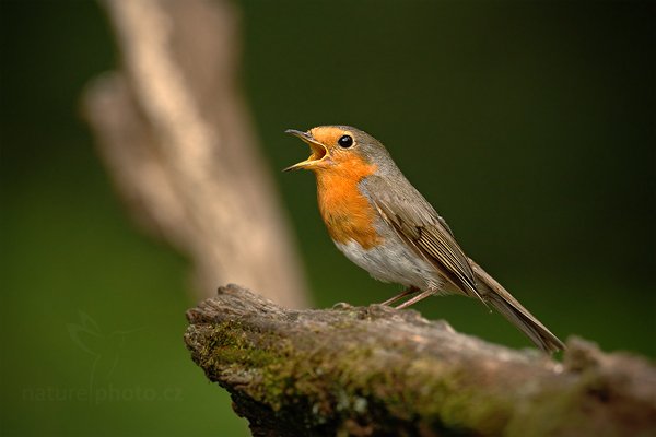 Červenka obecná (Erithacus rubecula), Červenka obecná (Erithacus rubecula) European Robin, Autor: Ondřej Prosický | NaturePhoto.cz, Model: Canon EOS-1D Mark III, Objektiv: Canon EF 500mm f/4 L IS USM, Ohnisková vzdálenost (EQ35mm): 650 mm, stativ Gitzo, Clona: 5.0, Doba expozice: 1/160 s, ISO: 640, Kompenzace expozice: -1 2/3, Blesk: Ne, Vytvořeno: 19. června 2010 18:37:25, Debrecen (Maďarsko)