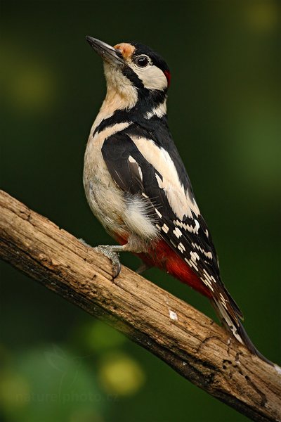 Strakapoud velký (Dendrocopos major), Strakapoud velký (Dendrocopos major) Great Spotted Woodpecker, Autor: Ondřej Prosický | NaturePhoto.cz, Model: Canon EOS-1D Mark III, Objektiv: Canon EF 500mm f/4 L IS USM, Ohnisková vzdálenost (EQ35mm): 650 mm, stativ Gitzo, Clona: 4.0, Doba expozice: 1/400 s, ISO: 1250, Kompenzace expozice: -1, Blesk: Ne, Vytvořeno: 19. června 2010 16:34:59, Debrecen (Maďarsko) 