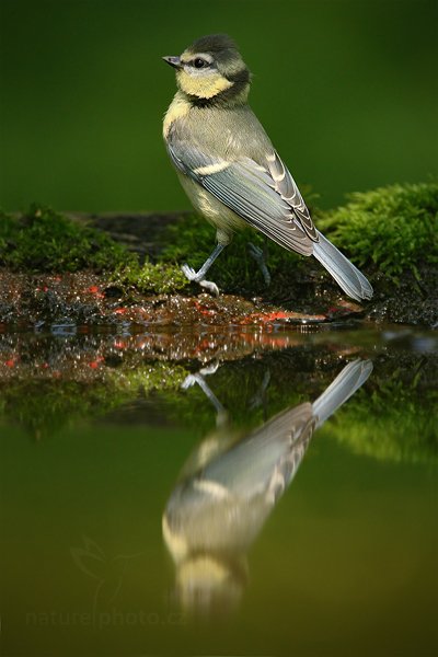 Sýkora modřinka (Parus caeruleus), Sýkora modřinka (Parus caeruleus), Blue Tit, Autor: Ondřej Prosický | NaturePhoto.cz, Model: Canon EOS-1D Mark III, Objektiv: Canon EF 500mm f/4 L IS USM, Ohnisková vzdálenost (EQ35mm): 910 mm, stativ Gitzo, Clona: 5.6, Doba expozice: 1/160 s, ISO: 800, Kompenzace expozice: -1, Blesk: Ne, Vytvořeno: 19. června 2010 13:37:11, Debrecen (Maďarsko)  