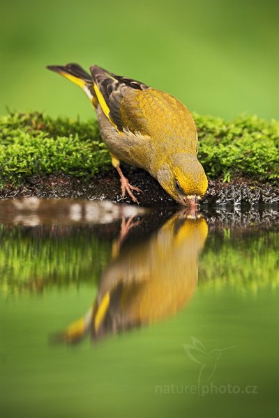 Zvonek zelený (Carduelis chloris), Zvonek zelený (Carduelis chloris) European Greenfinch, Autor: Ondřej Prosický | NaturePhoto.cz, Model: Canon EOS 5D Mark II, Objektiv: Canon EF 500mm f/4 L IS USM, Ohnisková vzdálenost (EQ35mm): 500 mm, stativ Gitzo, Clona: 5.0, Doba expozice: 1/125 s, ISO: 500, Kompenzace expozice: 0, Blesk: Ne, Vytvořeno: 20. června 2010 11:09:42, Debrecen (Maďarsko)