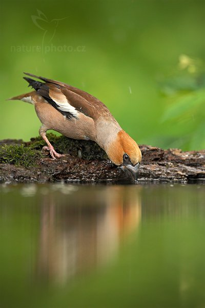 Dlask tlustozobý (Coccothraustes coccothraustes), Dlask tlustozobý (Coccothraustes coccothraustes) Hawfinch, Autor: Ondřej Prosický | NaturePhoto.cz, Model: Canon EOS-1D Mark III, Objektiv: Canon EF 500mm f/4 L IS USM, Ohnisková vzdálenost (EQ35mm): 650 mm, stativ Gitzo, Clona: 5.0, Doba expozice: 1/320 s, ISO: 1000, Kompenzace expozice: -1, Blesk: Ne, Vytvořeno: 19. června 2010 17:22:21, Debrecen (Maďarsko)