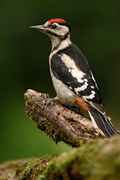 Strakapoud velký (Dendrocopos major), Strakapoud velký Dendrocopos major Great Spotted Woodpecker, Autor: Ondřej Prosický | NaturePhoto.cz, Model: Canon EOS-1D Mark III, Objektiv: Canon EF 500mm f/4 L IS USM, Ohnisková vzdálenost (EQ35mm): 650 mm, stativ Gitzo, Clona: 4.5, Doba expozice: 1/160 s, ISO: 1000, Kompenzace expozice: -1, Blesk: Ne, Vytvořeno: 19. června 2010 18:51:14, Debrecen (Maďarsko) 