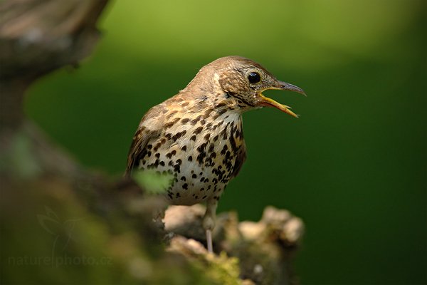 Drozd zpěvný (Turdus philomelos), Drozd zpěvný (Turdus philomelos) Song Thrush, Autor: Ondřej Prosický | NaturePhoto.cz, Model: Canon EOS-1D Mark III, Objektiv: Canon EF 500mm f/4 L IS USM, Ohnisková vzdálenost (EQ35mm): 910 mm, stativ Gitzo, Clona: 5.6, Doba expozice: 1/250 s, ISO: 800, Kompenzace expozice: -1, Blesk: Ne, Vytvořeno: 19. června 2010 15:06:34, Debrecen (Maďarsko) 