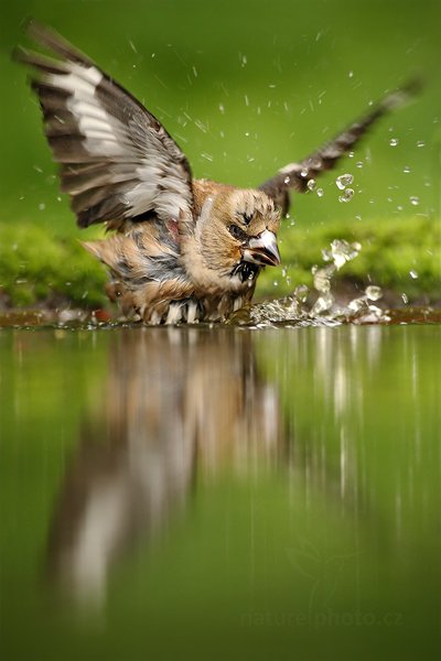 Dlask tlustozobý (Coccothraustes coccothraustes), Dlask tlustozobý (Coccothraustes coccothraustes) Hawfinch, Autor: Ondřej Prosický | NaturePhoto.cz, Model: Canon EOS-1D Mark III, Objektiv: Canon EF 500mm f/4 L IS USM, Ohnisková vzdálenost (EQ35mm): 650 mm, stativ Gitzo, Clona: 5.0, Doba expozice: 1/250 s, ISO: 800, Kompenzace expozice: -2/3, Blesk: Ne, Vytvořeno: 20. června 2010 9:58:08, Debrecen (Maďarsko) 