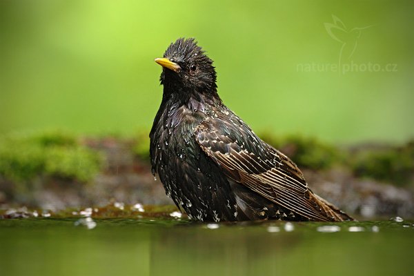 Špaček obecný (Sturnus vulgaris), Špaček obecný (Sturnus vulgaris) European Starling, Autor: Ondřej Prosický | NaturePhoto.cz, Model: Canon EOS-1D Mark III, Objektiv: Canon EF 500mm f/4 L IS USM, Ohnisková vzdálenost (EQ35mm): 650 mm, stativ Gitzo, Clona: 5.0, Doba expozice: 1/250 s, ISO: 1000, Kompenzace expozice: -1, Blesk: Ne, Vytvořeno: 19. června 2010 17:24:00, Debrecen (Maďarsko) 