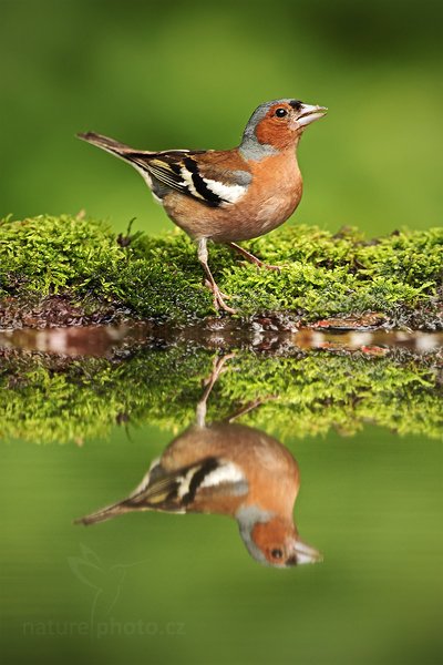 Pěnkava obecná (Fringilla coelebs), Pěnkava obecná (Fringilla coelebs) Chaffinch, Autor: Ondřej Prosický | NaturePhoto.cz, Model: Canon EOS 5D Mark II, Objektiv: Canon EF 500mm f/4 L IS USM, Ohnisková vzdálenost (EQ35mm): 500 mm, stativ Gitzo, Clona: 4.5, Doba expozice: 1/200 s, ISO: 1000, Kompenzace expozice: +1/3, Blesk: Ne, Vytvořeno: 20. června 2010 10:50:39, Debrecen (Maďarsko)