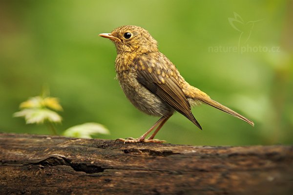 Červenka obecná (Erithacus rubecula), Červenka obecná (Erithacus rubecula) European Robin, Autor: Ondřej Prosický | NaturePhoto.cz, Model: Canon EOS 5D Mark II, Objektiv: Canon EF 500mm f/4 L IS USM, Ohnisková vzdálenost (EQ35mm): 280 mm, stativ Gitzo, Clona: 4.0, Doba expozice: 1/400 s, ISO: 800, Kompenzace expozice: -1/3, Blesk: Ne, Vytvořeno: 20. června 2010 10:04:09, Debrecen (Maďarsko)