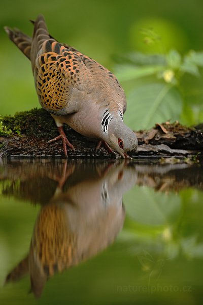 Hrdlička divoká (Streptopelia turtur), Hrdlička divoká (Streptopelia turtur) Turtle Dove, Autor: Ondřej Prosický | NaturePhoto.cz, Model: Canon EOS-1D Mark III, Objektiv: Canon EF 500mm f/4 L IS USM, Ohnisková vzdálenost (EQ35mm): 650 mm, stativ Gitzo, Clona: 5.0, Doba expozice: 1/250 s, ISO: 640, Kompenzace expozice: -2/3, Blesk: Ne, Vytvořeno: 20. června 2010 9:09:12, Debrecen (Maďarsko)