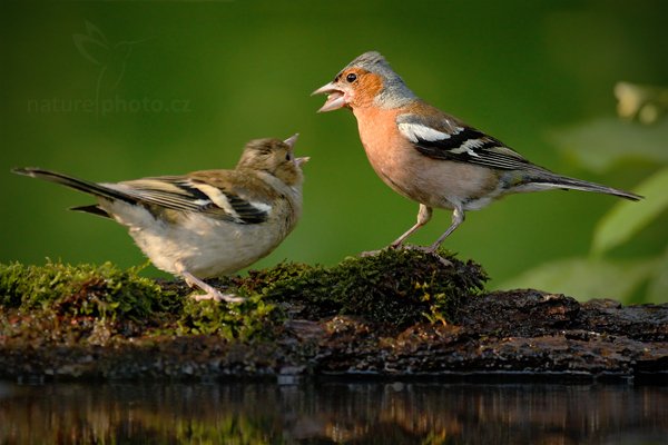 Pěnkava obecná (Fringilla coelebs), Pěnkava obecná (Fringilla coelebs) Chaffinch, Autor: Ondřej Prosický | NaturePhoto.cz, Model: Canon EOS-1D Mark III, Objektiv: Canon EF 500mm f/4 L IS USM, Ohnisková vzdálenost (EQ35mm): 650 mm, stativ Gitzo, Clona: 5.0, Doba expozice: 1/250 s, ISO: 1600, Kompenzace expozice: -1 1/3, Blesk: Ne, Vytvořeno: 19. června 2010 17:55:28, Debrecen (Maďarsko) 