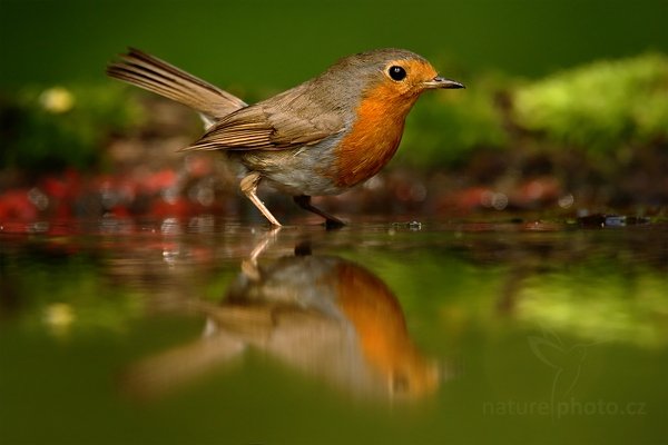 Červenka obecná (Erithacus rubecula), Červenka obecná (Erithacus rubecula) European Robin, Autor: Ondřej Prosický | NaturePhoto.cz, Model: Canon EOS-1D Mark III, Objektiv: Canon EF 500mm f/4 L IS USM, Ohnisková vzdálenost (EQ35mm): 910 mm, stativ Gitzo, Clona: 5.6, Doba expozice: 1/200 s, ISO: 640, Kompenzace expozice: -1, Blesk: Ne, Vytvořeno: 19. června 2010 14:23:32, Debrecen (Maďarsko) 