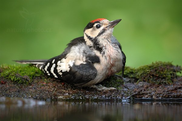 Strakapoud jižní (Dendrocopos syriacus), Strakapoud jižní (Dendrocopos syriacus) Syrian Woodpecker, Autor: Ondřej Prosický | NaturePhoto.cz, Model: Canon EOS-1D Mark III, Objektiv: Canon EF 500mm f/4 L IS USM, Ohnisková vzdálenost (EQ35mm): 650 mm, stativ Gitzo, Clona: 5.0, Doba expozice: 1/50 s, ISO: 1000, Kompenzace expozice: -1, Blesk: Ne, Vytvořeno: 19. června 2010 17:53:01, Debrecen (Maďarsko) 