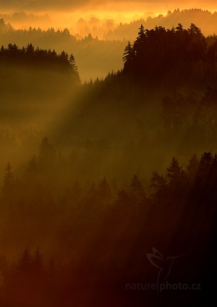 Ranní paprsky v Českém Švýcarsku, Křížový vrch, Autor: Ondřej Prosický | NaturePhoto.cz, Model: Canon EOS 5D Mark II, Objektiv: Canon EF 200mm f/2.8 L USM, Ohnisková vzdálenost (EQ35mm): 200 mm, stativ Gitzo, Clona: 9.0, Doba expozice: 1/80 s, ISO: 100, Kompenzace expozice: 0, Blesk: Ne, Vytvořeno: 21. srpna 2010 6:25:44, NP České Švýcarsko (Česko) 