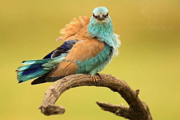 Mandelík hajní (Coracius garrulus), Mandelík hajní (Coracius garrulus) European Roller, Autor: Ondřej Prosický | NaturePhoto.cz, Model: Canon EOS 5D Mark II, Objektiv: Canon EF 500mm f/4 L IS USM, Ohnisková vzdálenost (EQ35mm): 700 mm, stativ Gitzo, Clona: 6.3, Doba expozice: 1/125 s, ISO: 200, Kompenzace expozice: +2/3, Blesk: Ne, Vytvořeno: 19. června 2010 10:18:24, Hortobágyi Nemzeti Park (Maďarsko) 